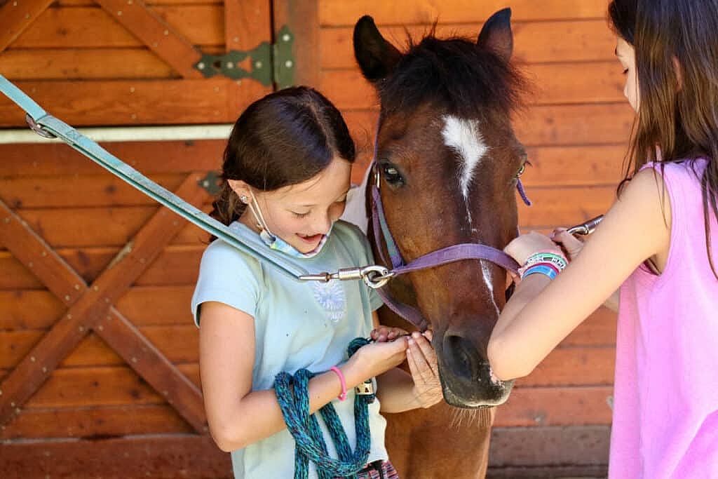 kids taking care of horse