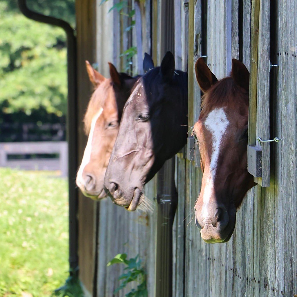horses sticking heads out of barn stalls
