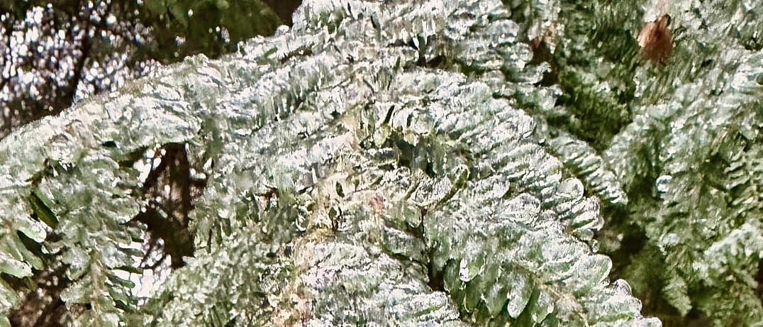 North Carolina frozen hemlocks