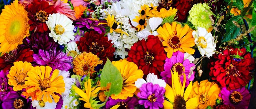 farm fresh flowers