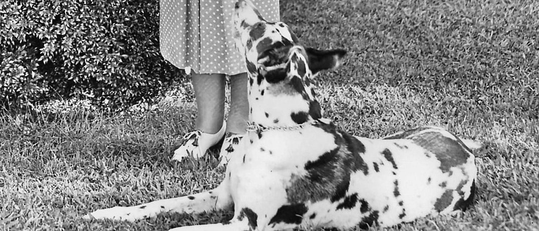 Peggy the great dane