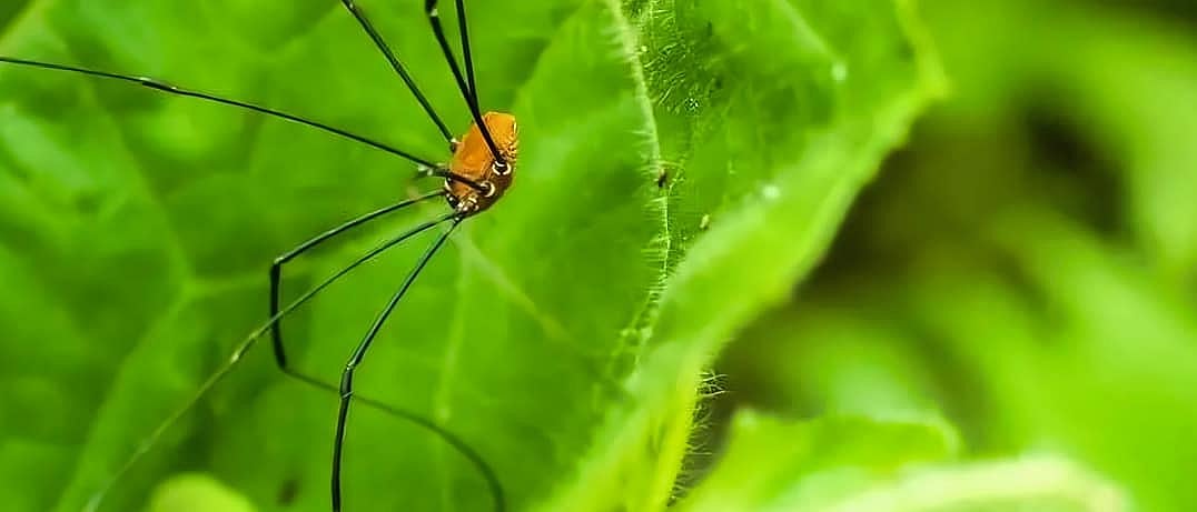 harvestman spider