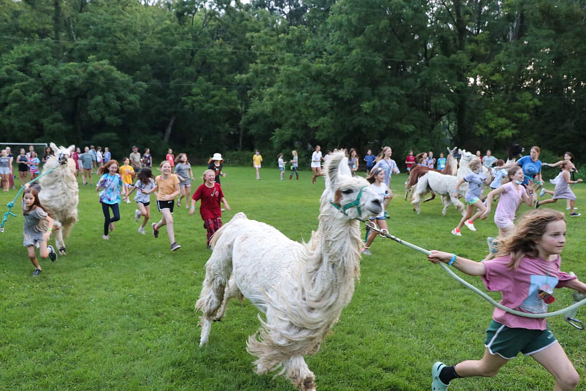 llama running with children