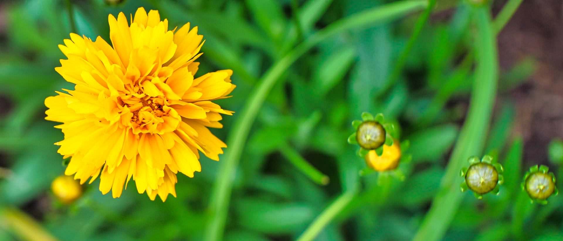 camp yellow flower no covid-19