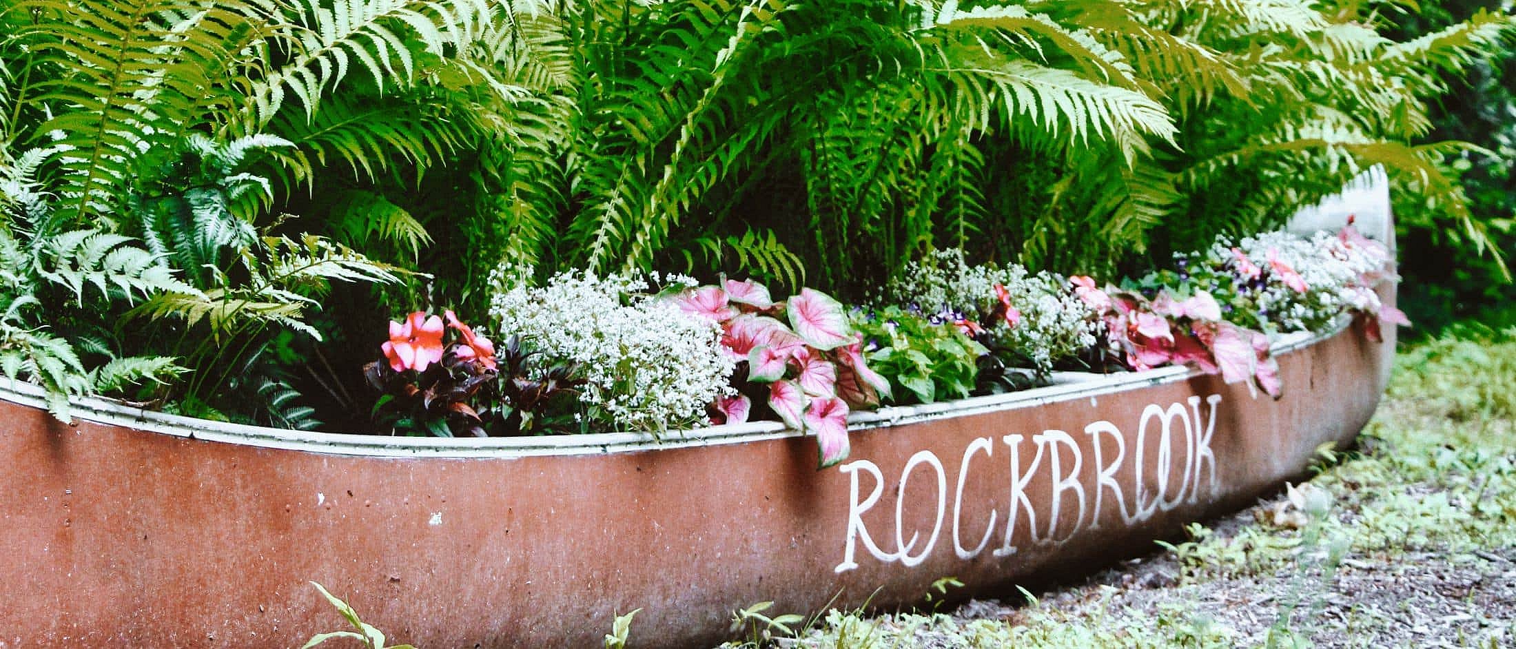 rockbrook canoe planting of ferns