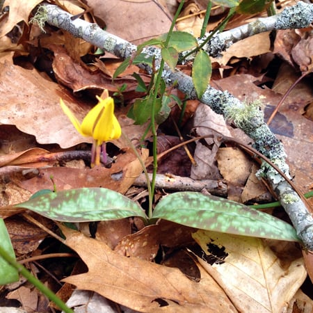 Yellow Trout Lily