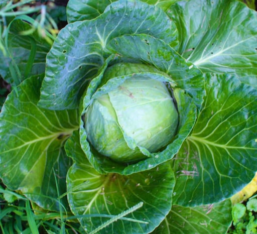 garden cabbage