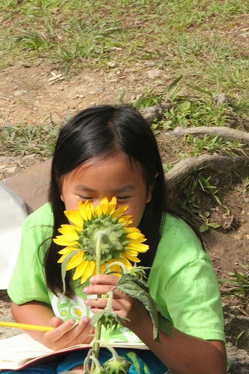 rbc sunflower