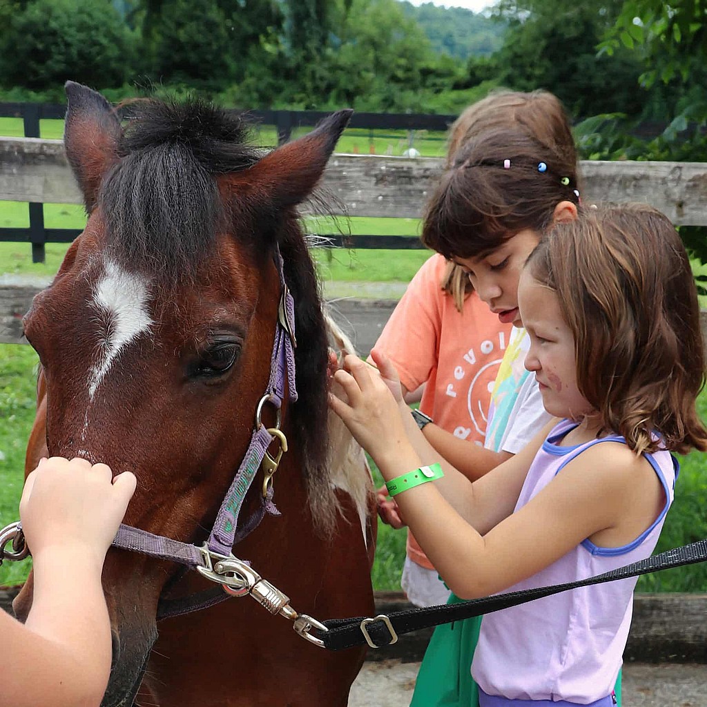 camp horse mane grooming