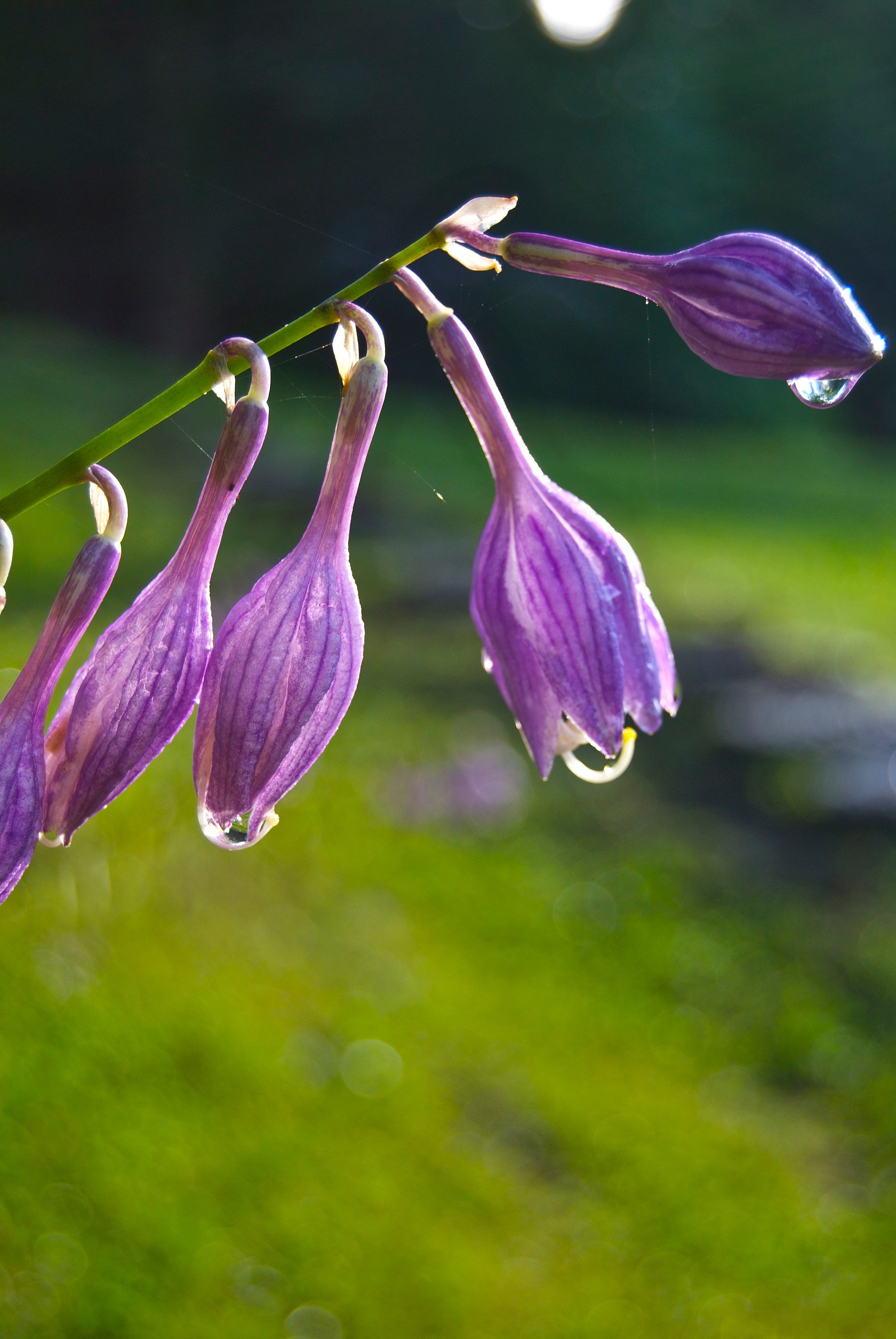 Summer Flowers