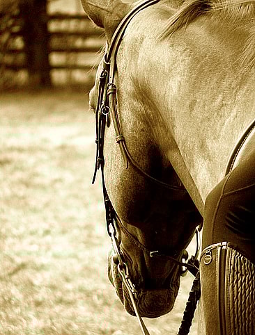 Camp Show Horse