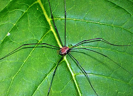 Harvestmen (Daddy Longlegs)