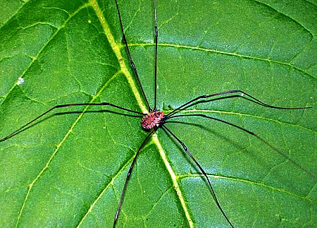 Daddy long legs spider