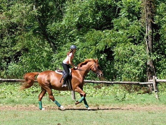 Riding Horses Canter