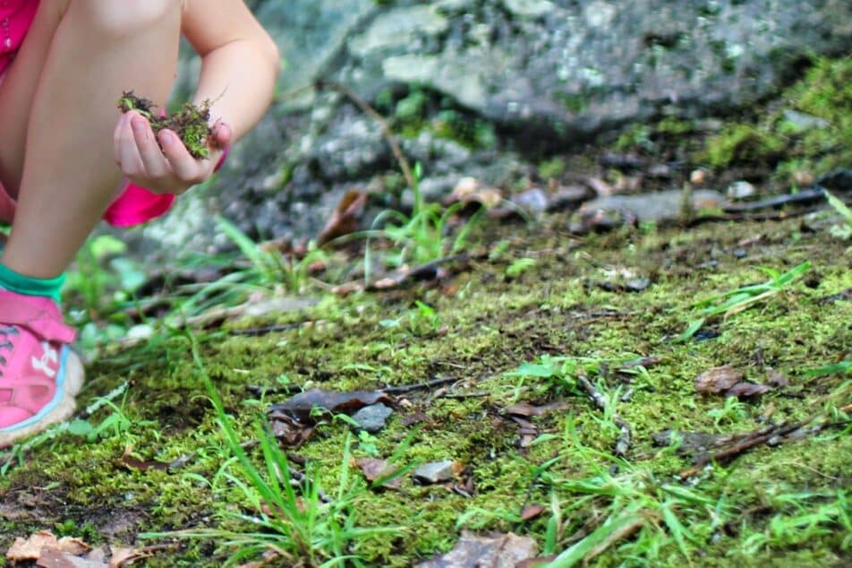 collecting moss in nature