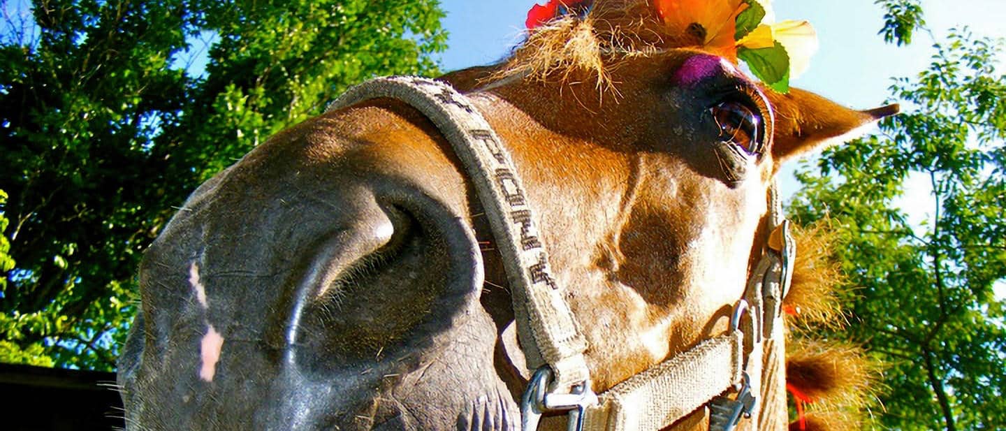 Funny horse photo