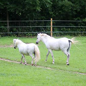 two small white ponies