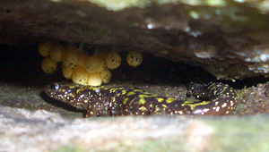 nesting endangered green salamander in North Carolina