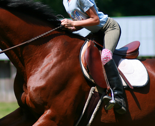 English Equestrian Horse and Saddle