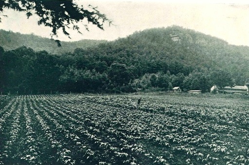 Vintage garden scene NC