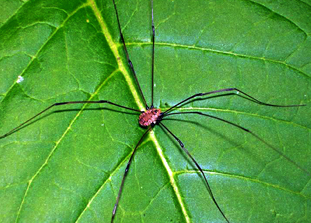 Harvestmen: The 'Spiders' That Aren't Actually Spiders