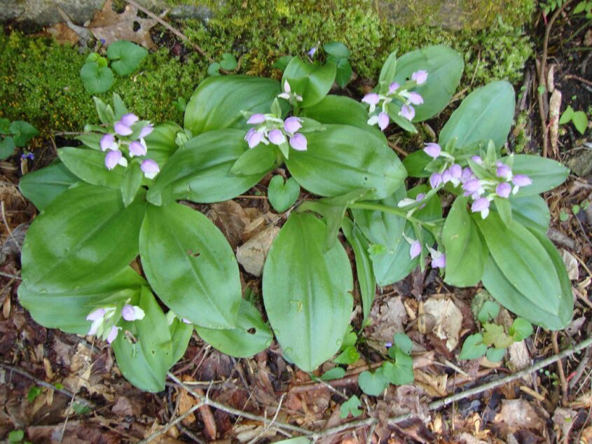 RBC flowers