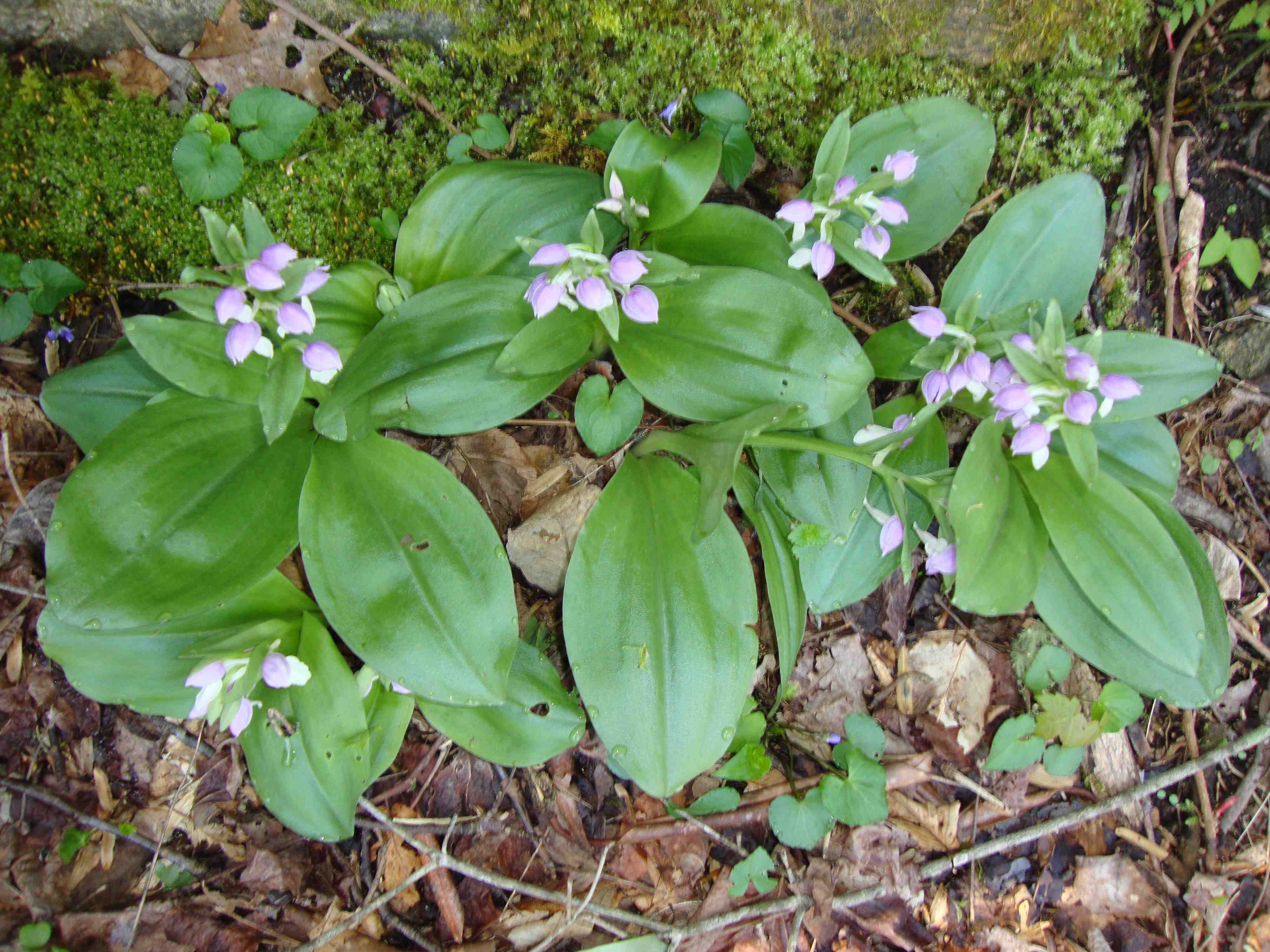 Showy Orchid