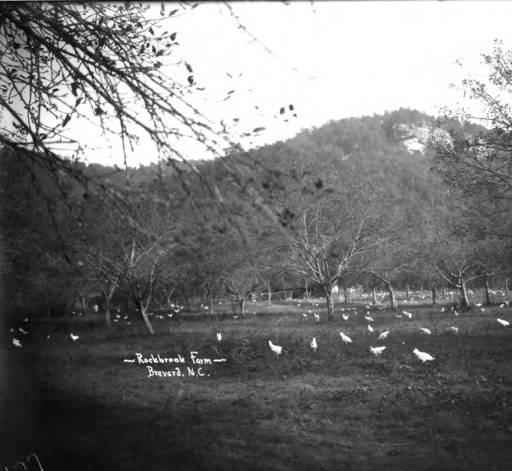 chicken yard at Rockbrook Farm