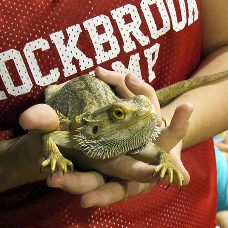 Bearded Dragon Lizard