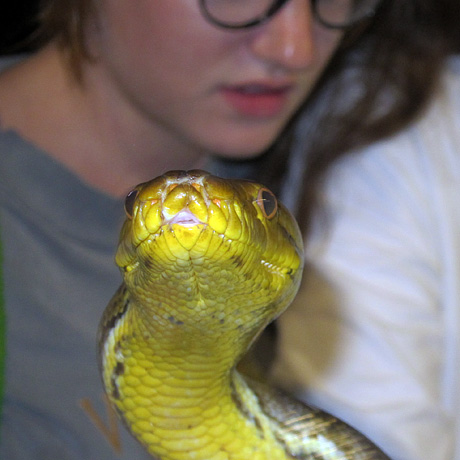 Reticulated Python