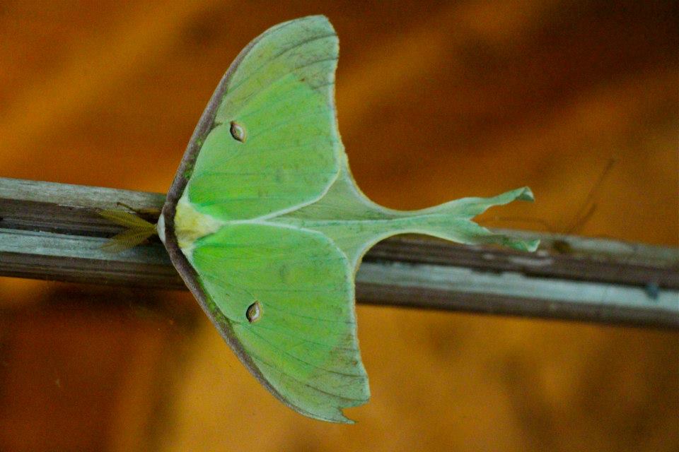 A Rockbrook Moth