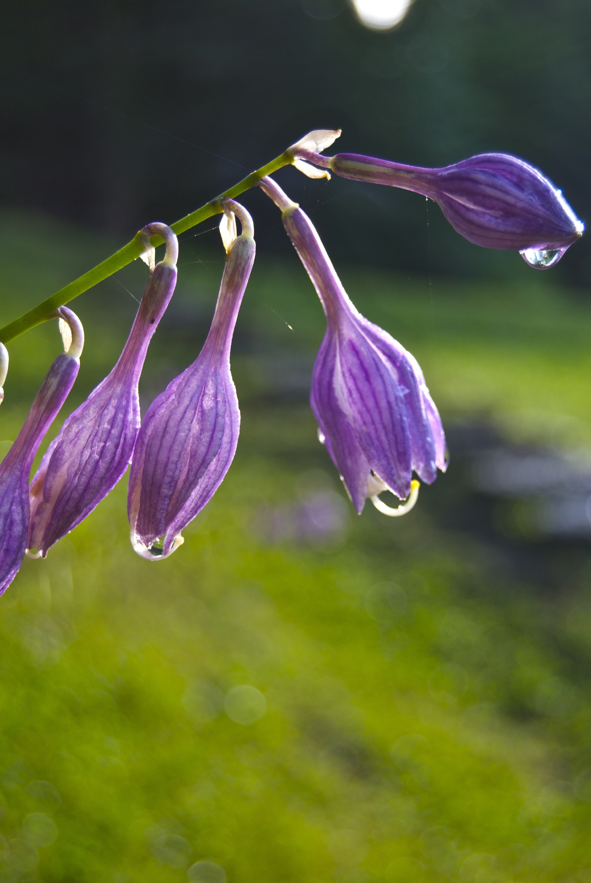 Summer Flowers