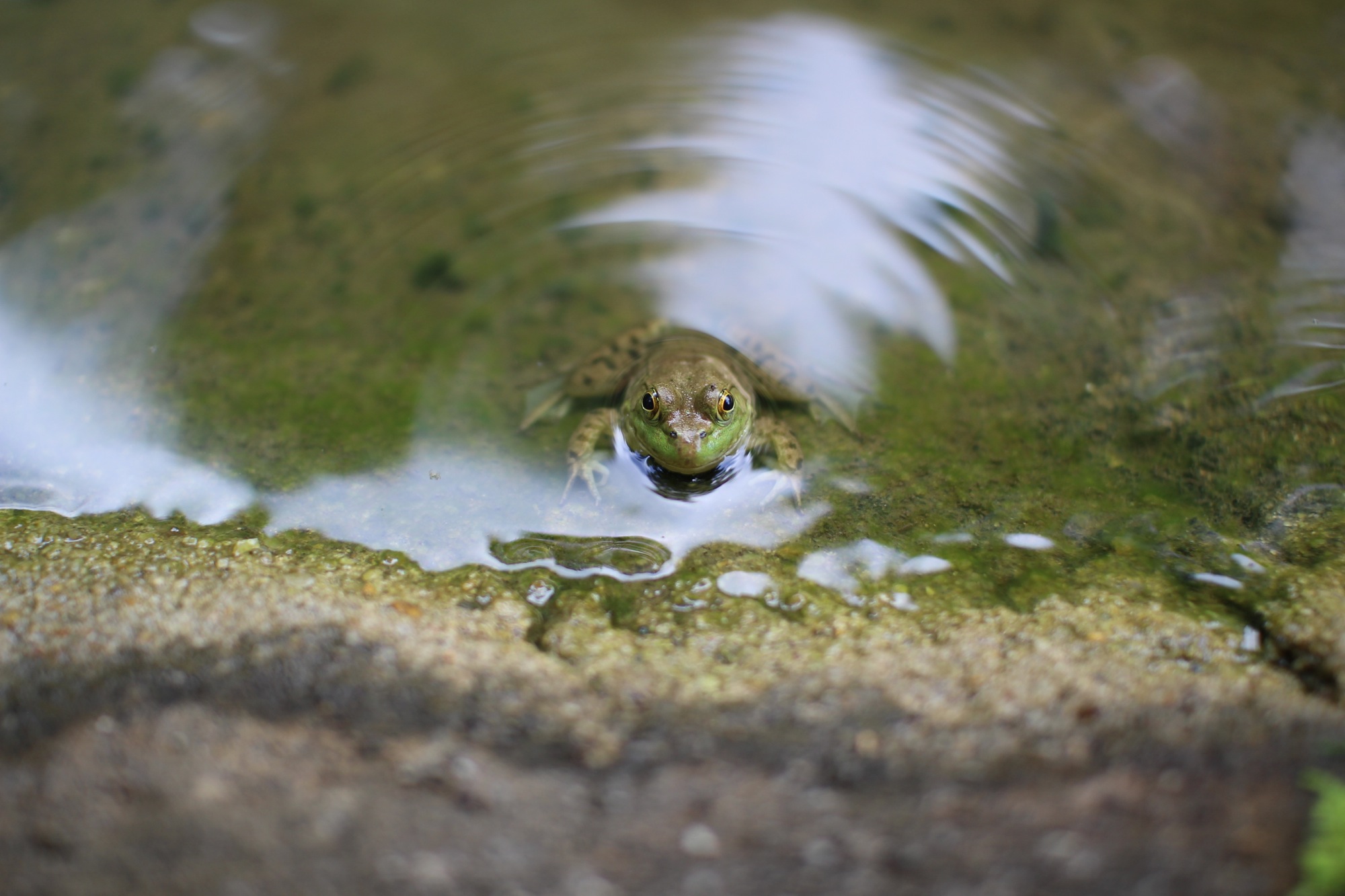 Frog