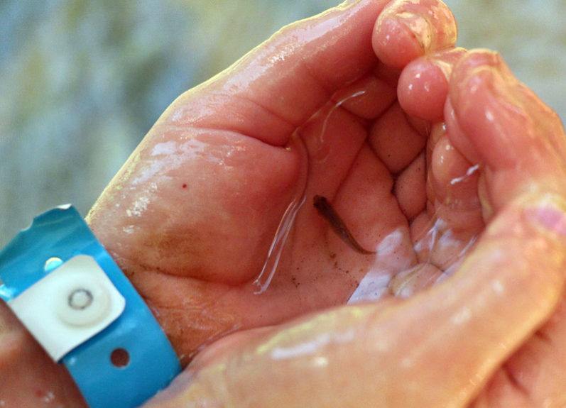 small fish in kids hands