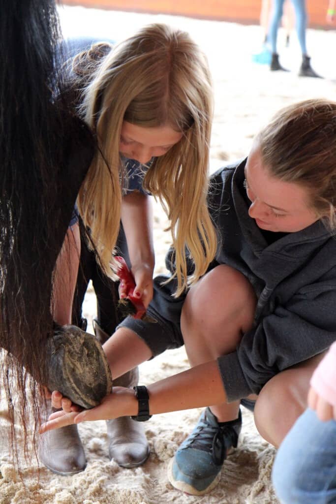 cleaning horse hoof