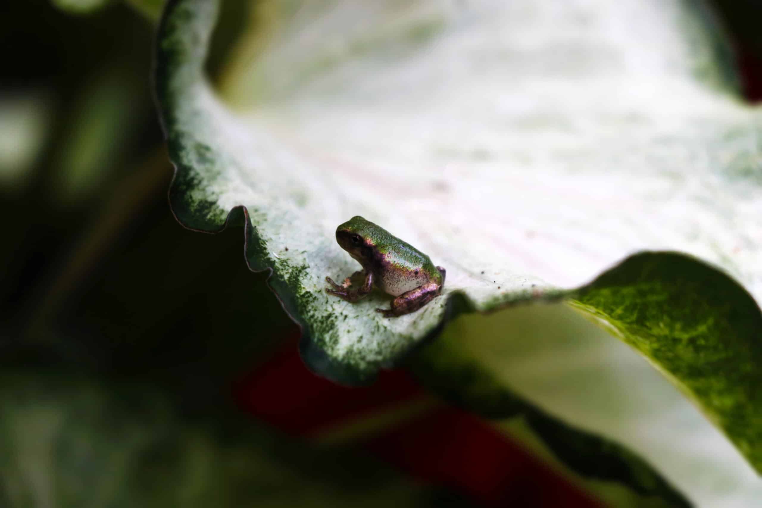 tiny green frog on leaf