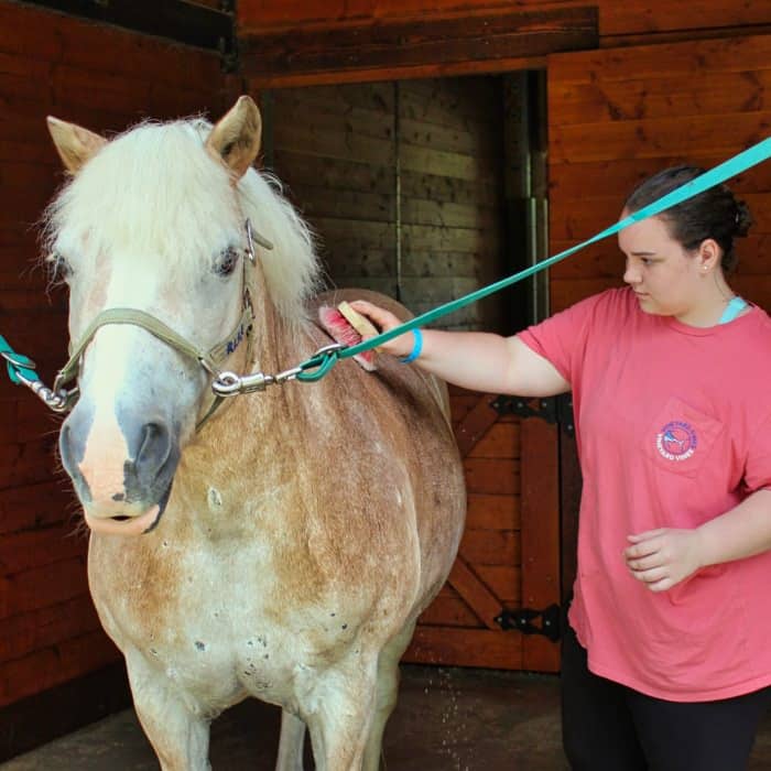 camp horse care grooming