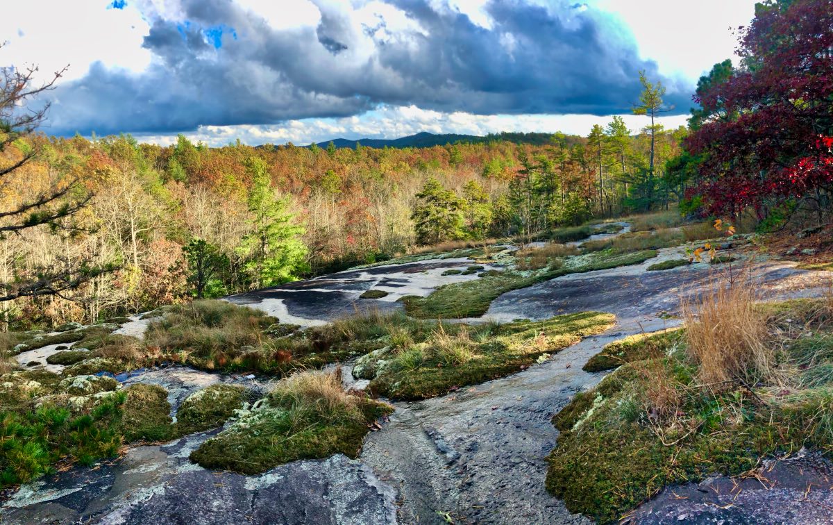 rock and moss view in dupont forest