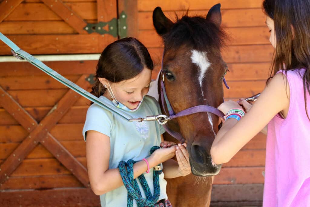 kids taking care of horse