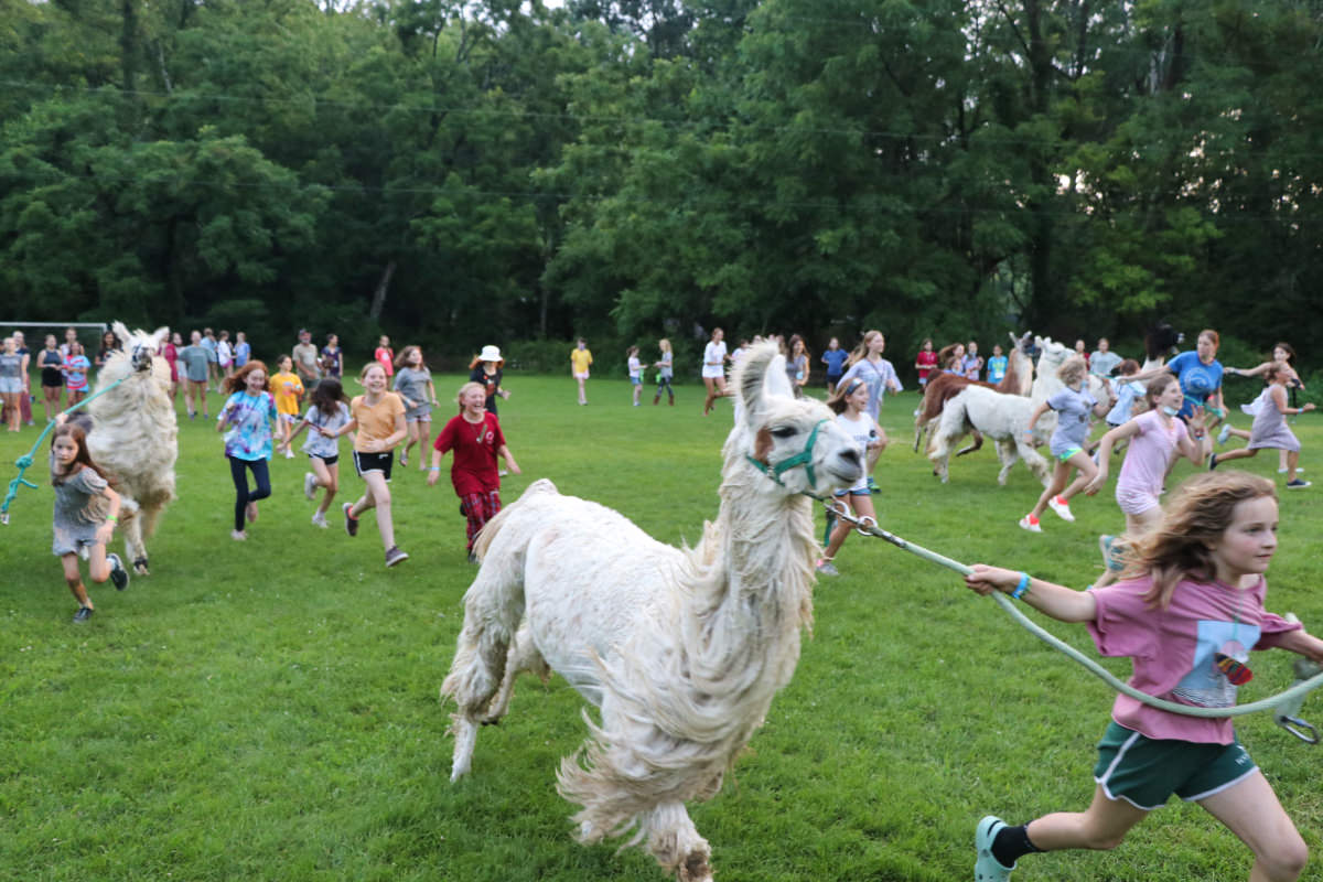 llama running with children