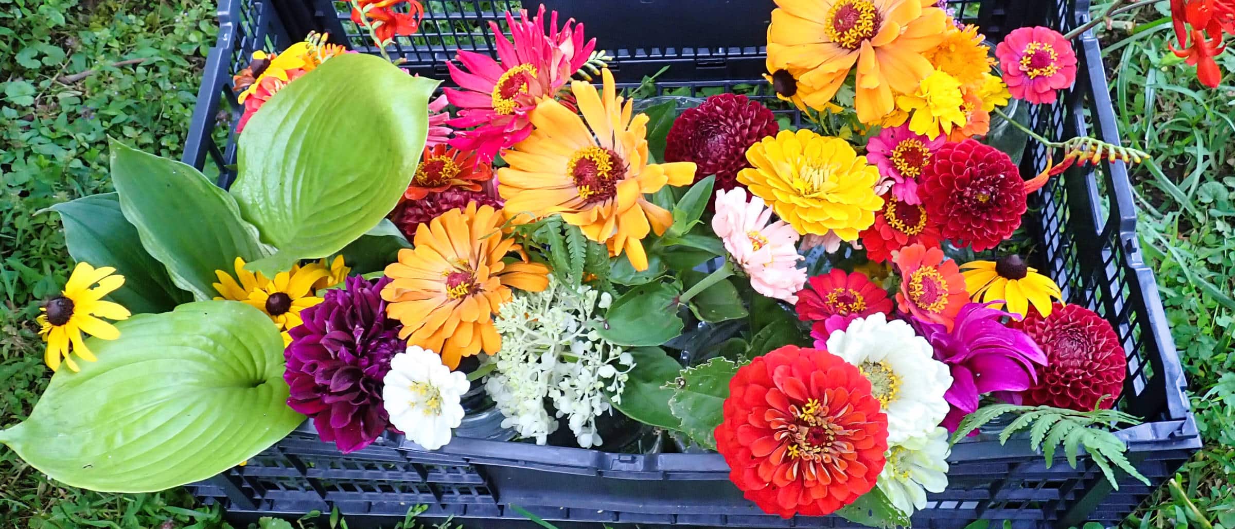 flowers picked at farm